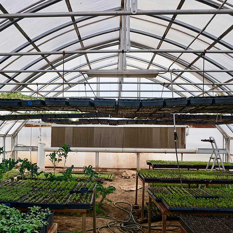 Square_greenhouse