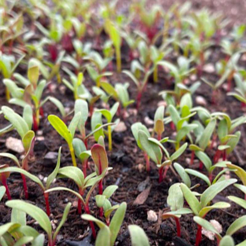 Square_plants